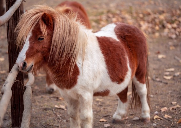 Langkawi Wildlife Park